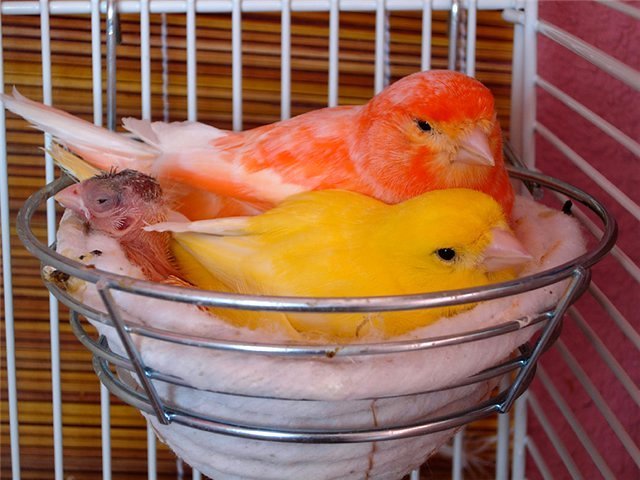 Содержание канареек и уход за ними в Учалах