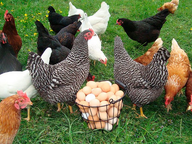 Содержание кур и уход за ними | ЗооТом - продажа, вязка и услуги для животных в Учалах