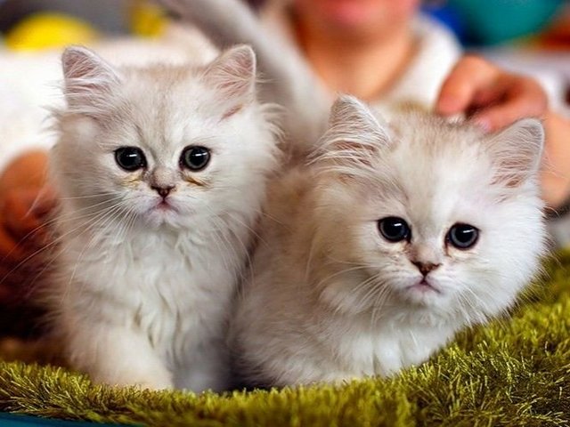 Породы кошек в Учалах | ЗооТом портал о животных