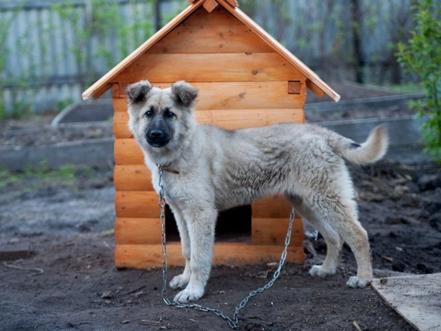 Все о собаках в Учалах Все о собаках в Учалах